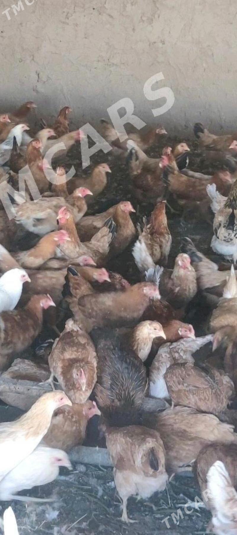 Towuklara jüjelere sanjym - Мургап - img 1