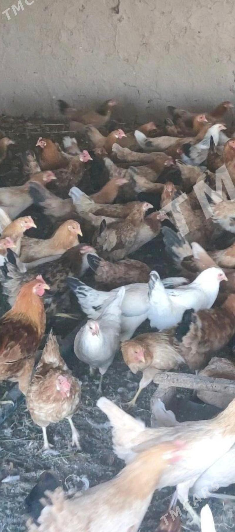 Towuklara jüjelere sanjym - Мургап - img 2