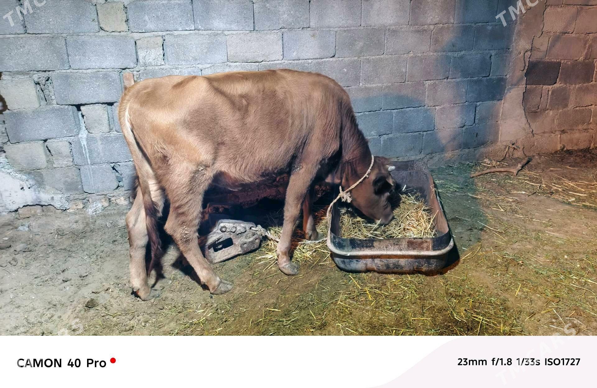 Tuwe - Анев - img 2