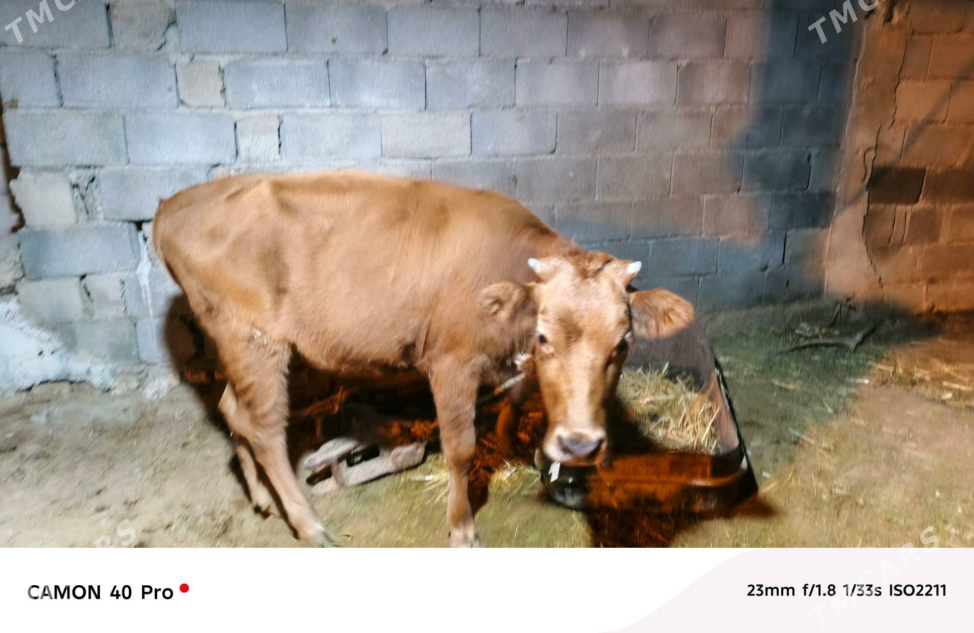 Tuwe - Анев - img 1