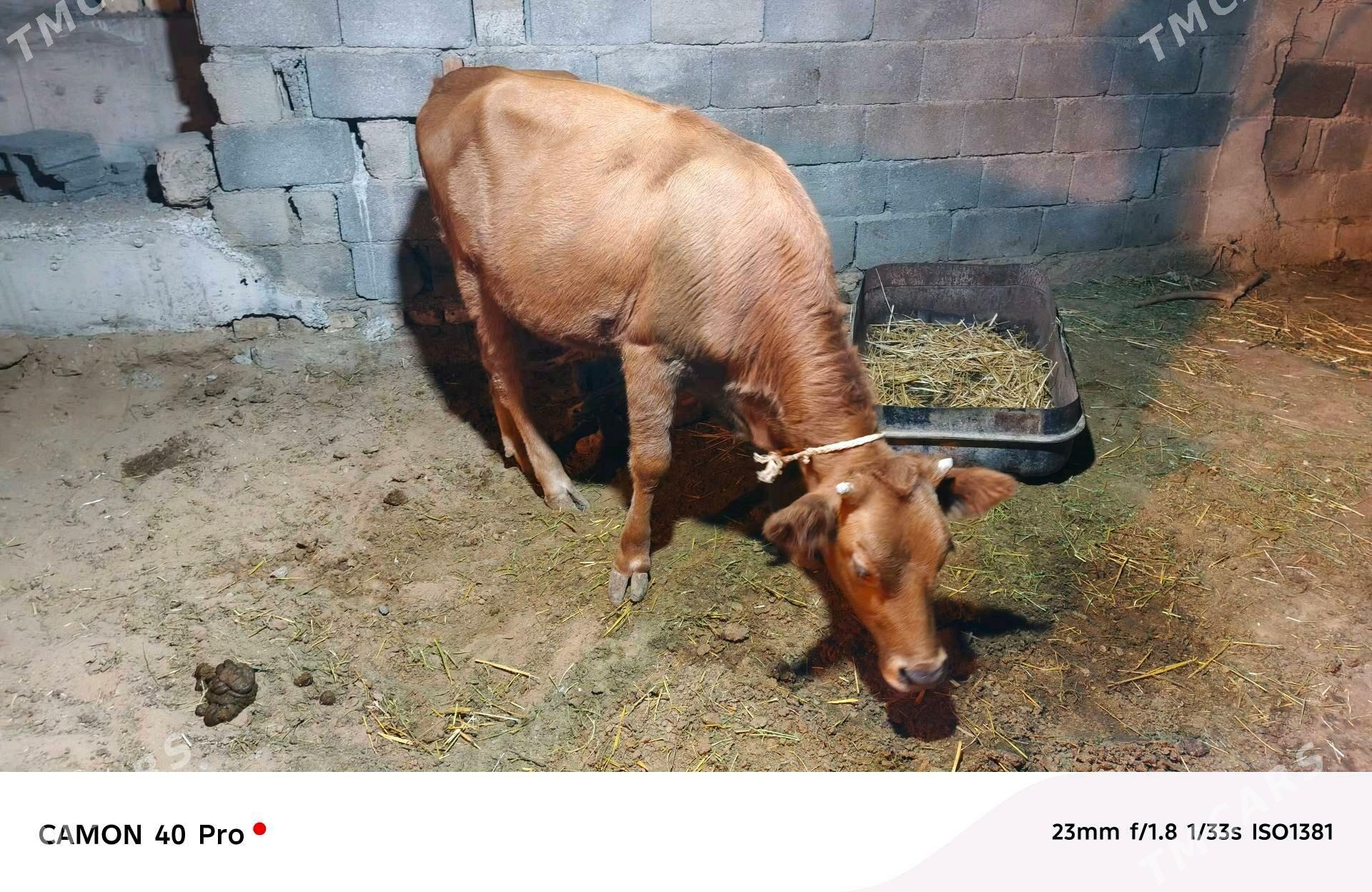 Tuwe - Анев - img 3