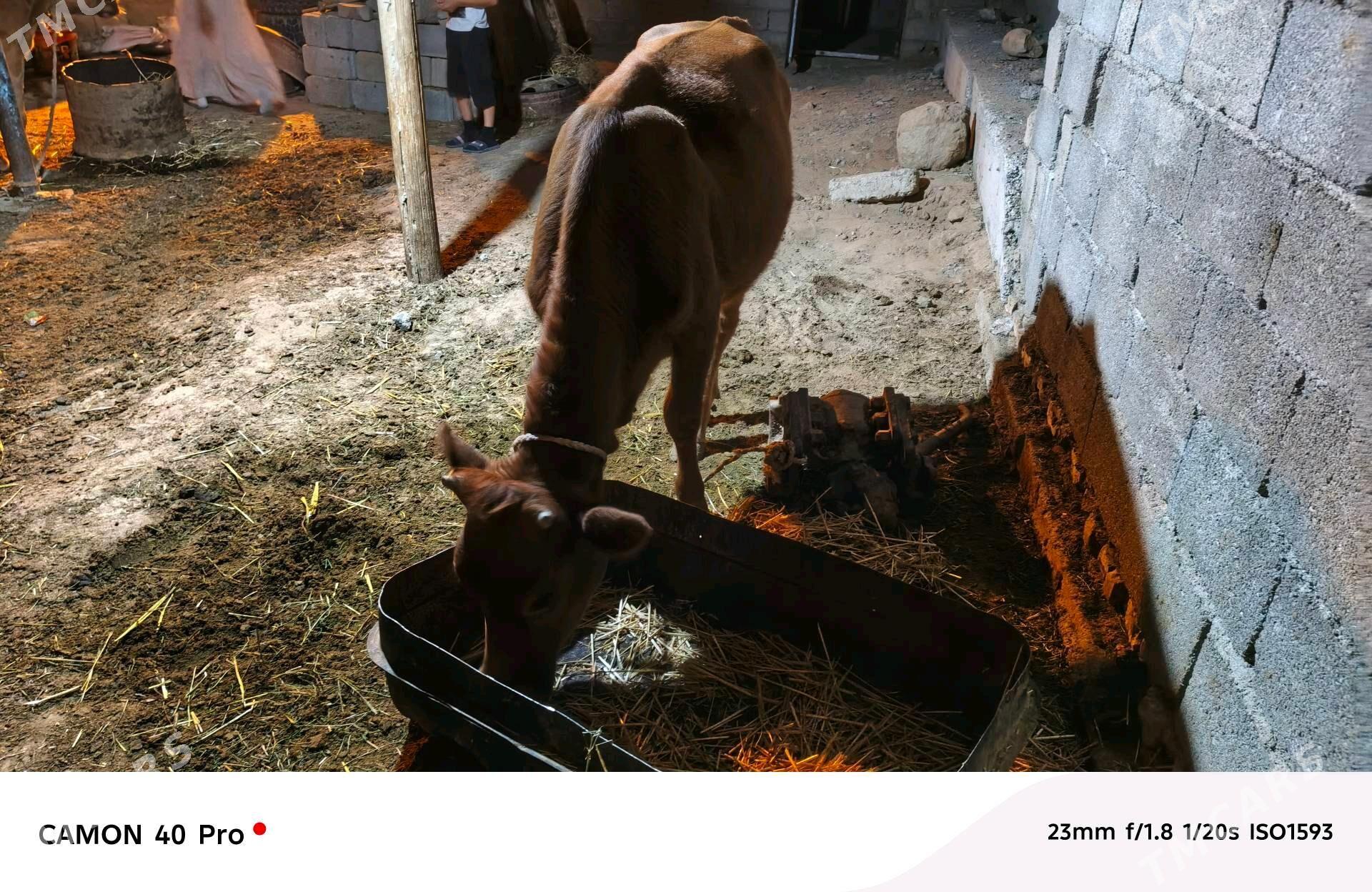 Tuwe - Анев - img 4