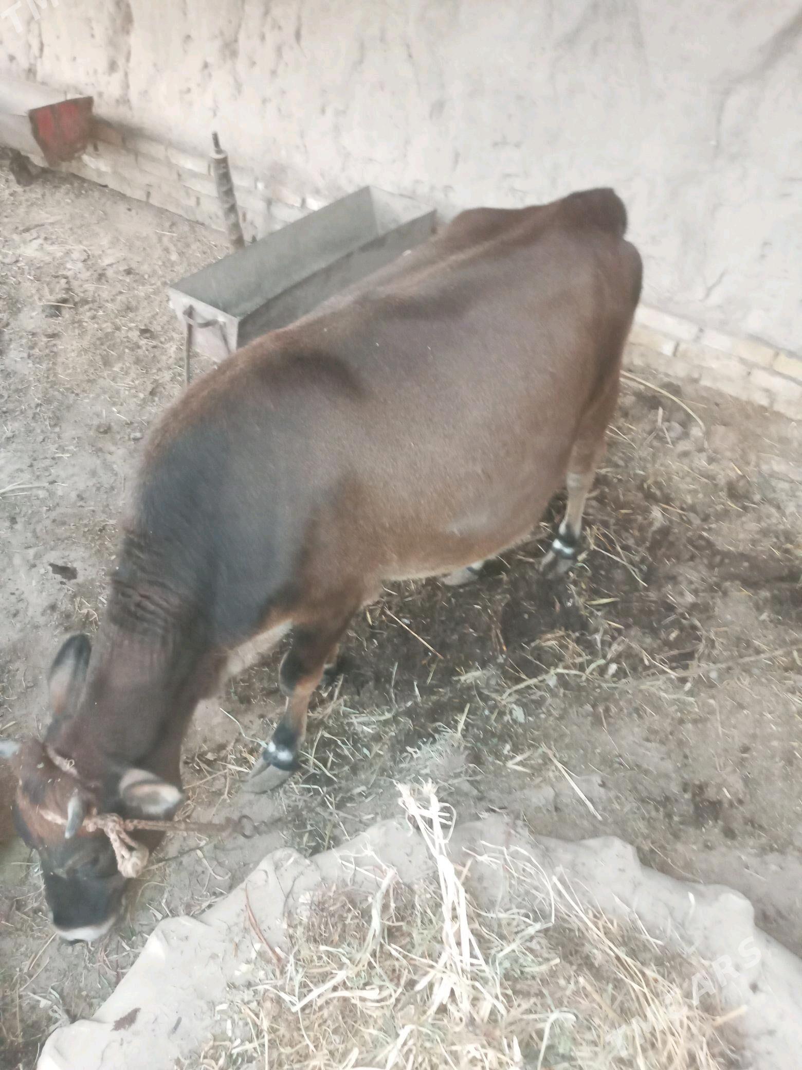 ГУНАЖЫН - Halaç - img 2