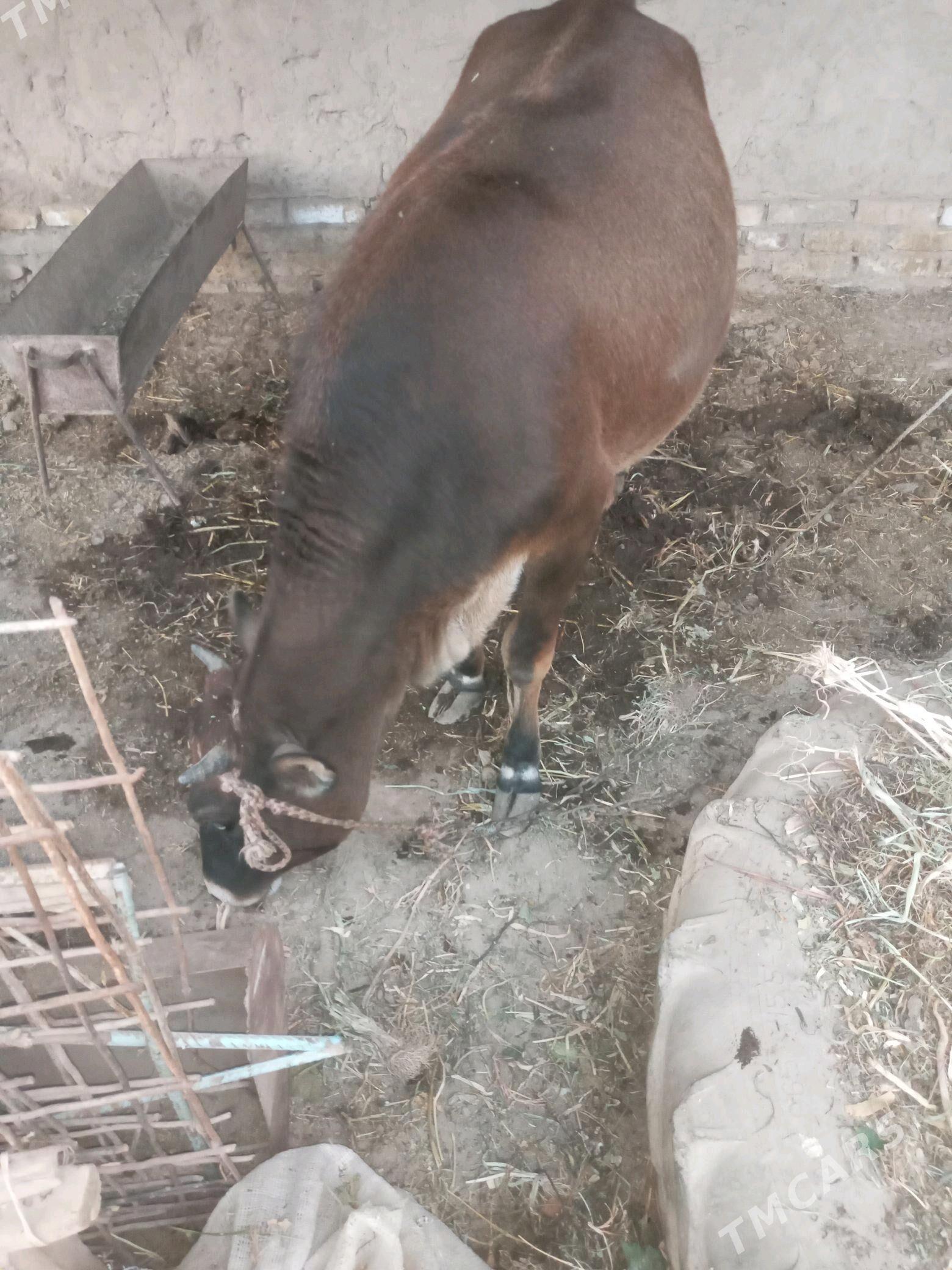 ГУНАЖЫН - Halaç - img 1