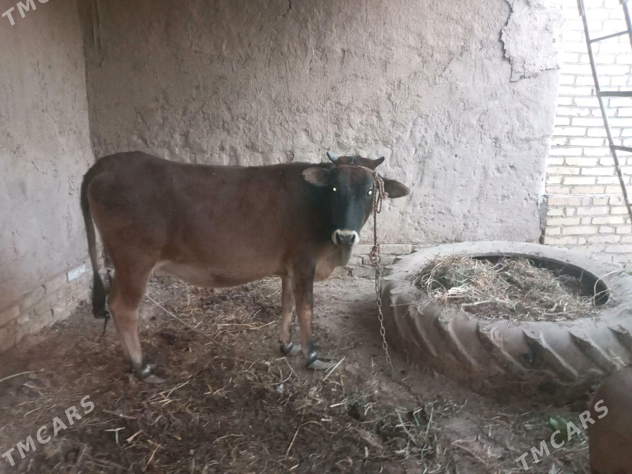 ГУНАЖЫН - Halaç - img 3