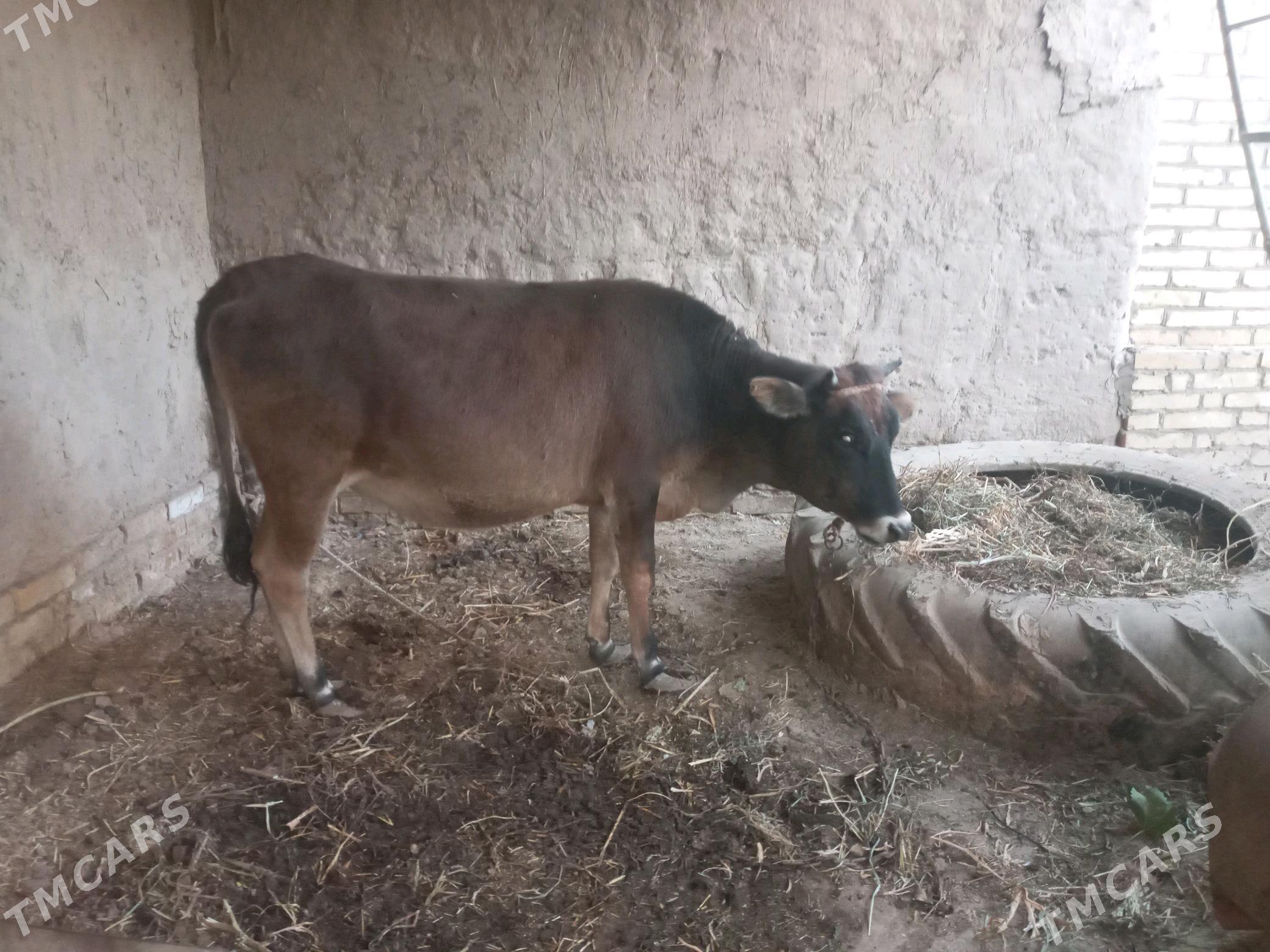 ГУНАЖЫН - Halaç - img 4