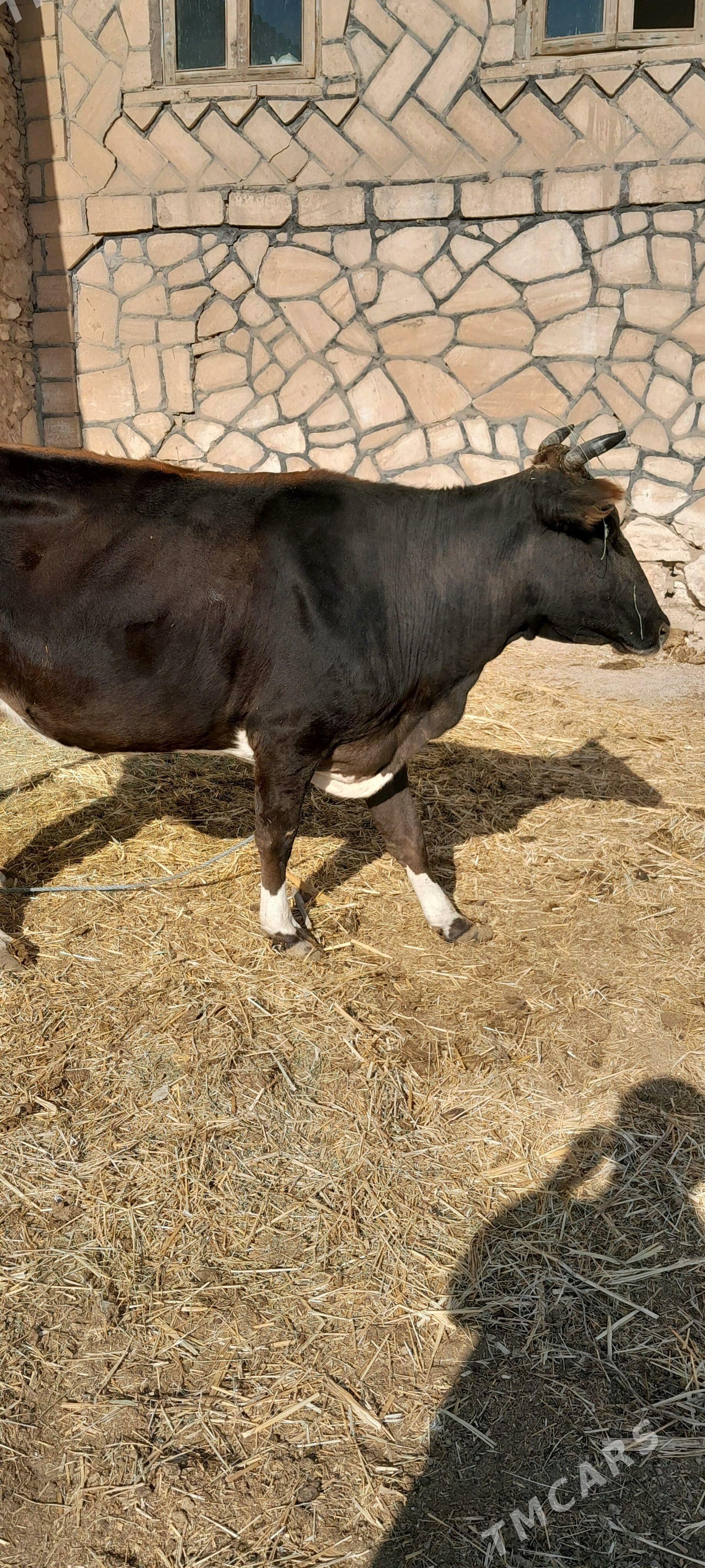 Uly sygyr - Hojambaz - img 1