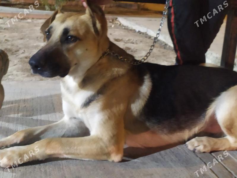 собака - Ашхабад - img 2