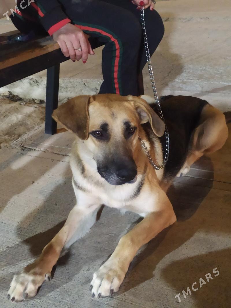 собака - Ашхабад - img 1