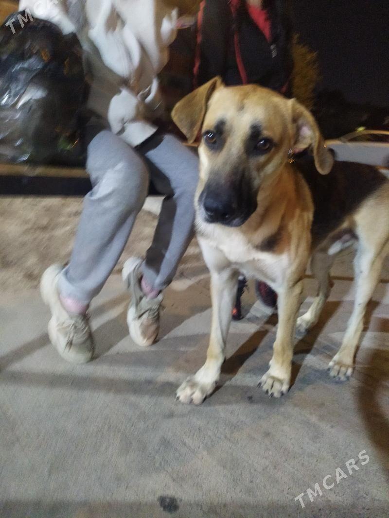 собака - Ашхабад - img 3