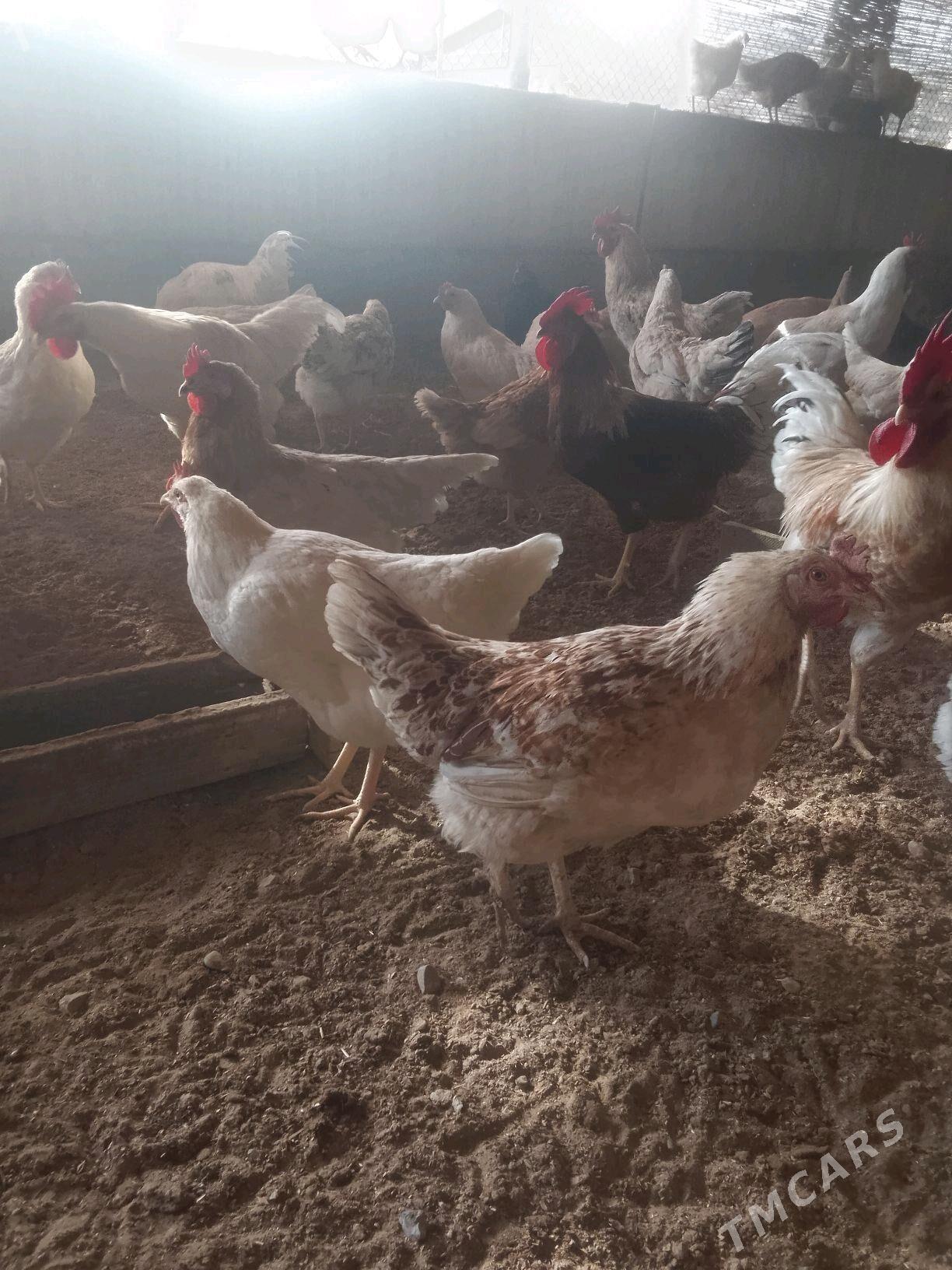 towuk jüje - Мургап - img 2