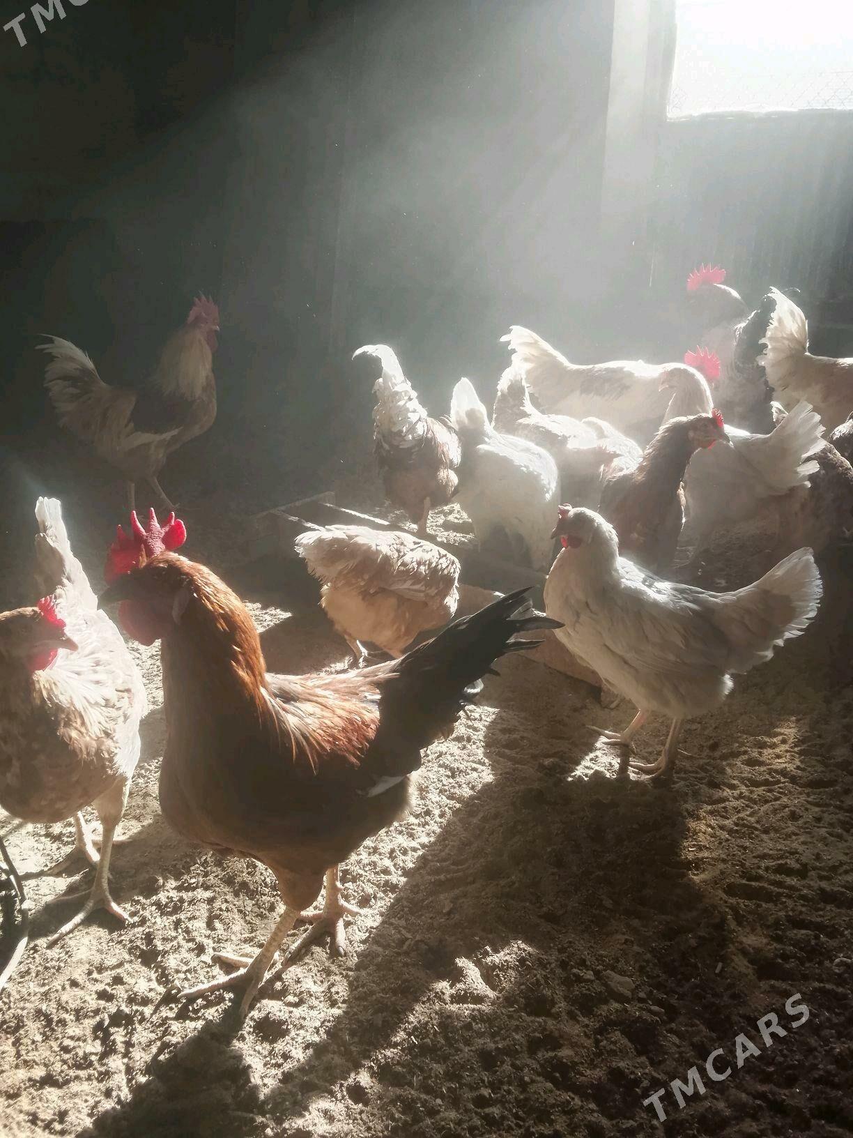 towuk jüje - Мургап - img 1