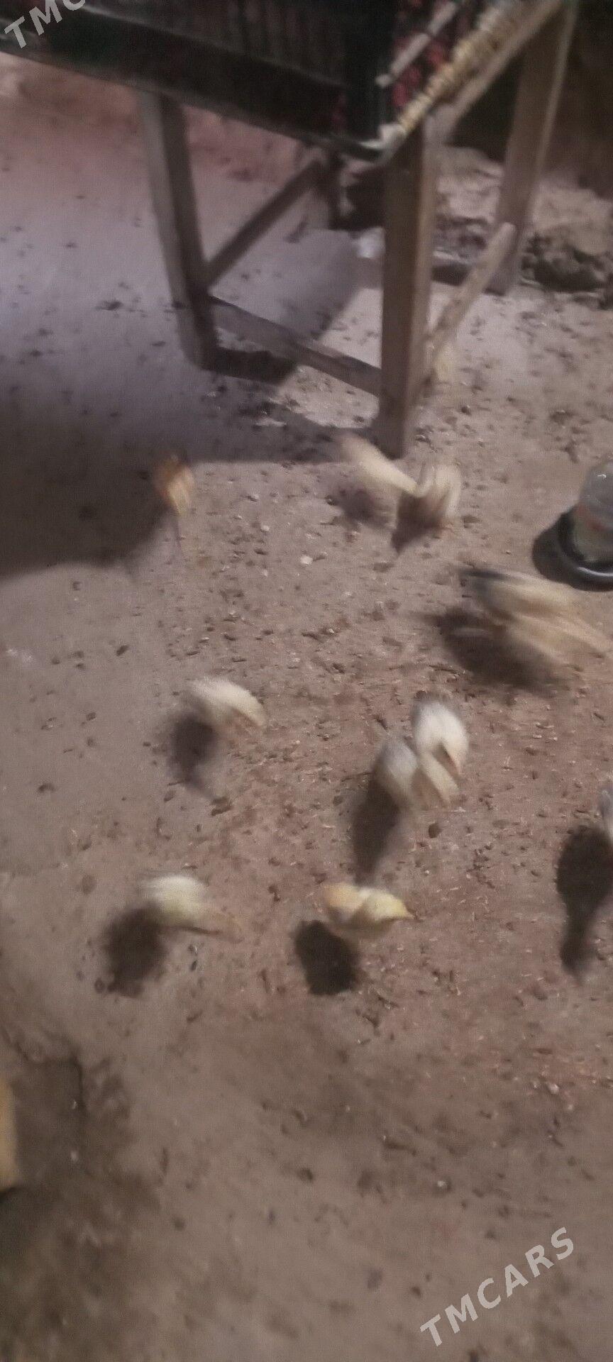 байес жуже - Чарджоу - img 5