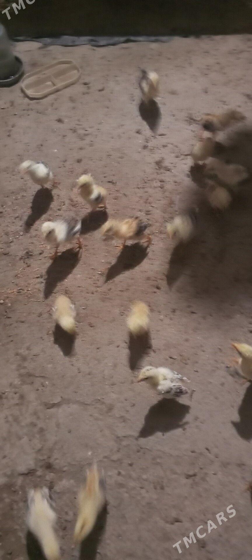 байес жуже - Чарджоу - img 2