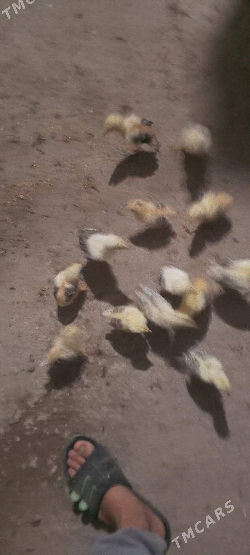 байес жуже - Чарджоу - img 3