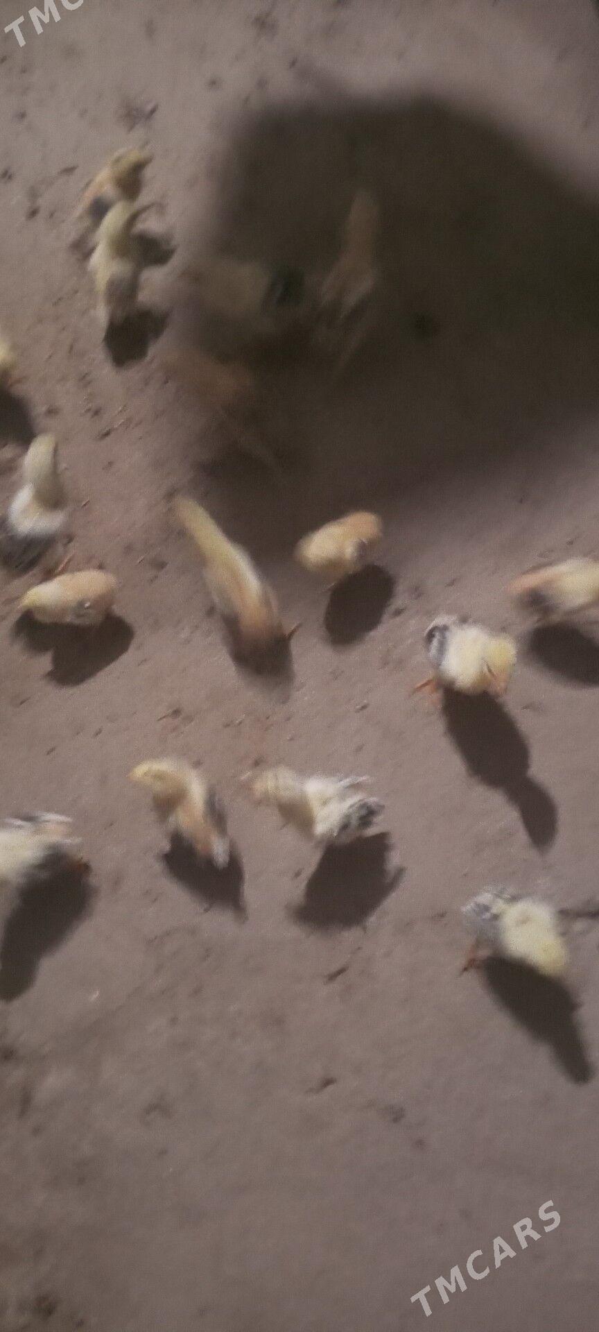 байес жуже - Чарджоу - img 1