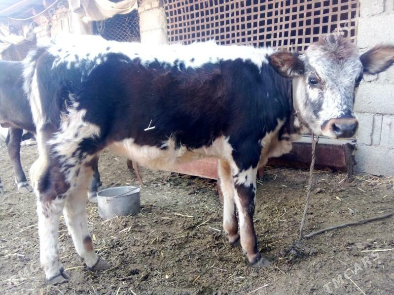 göle - Kaka - img 1