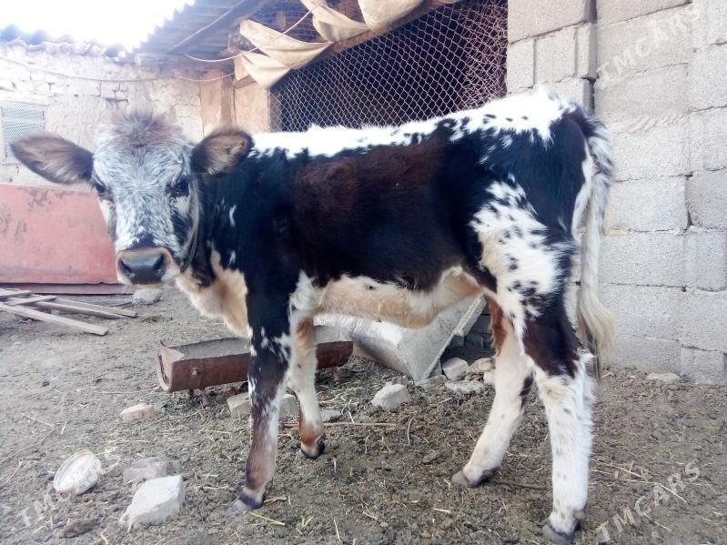 göle - Кака - img 2