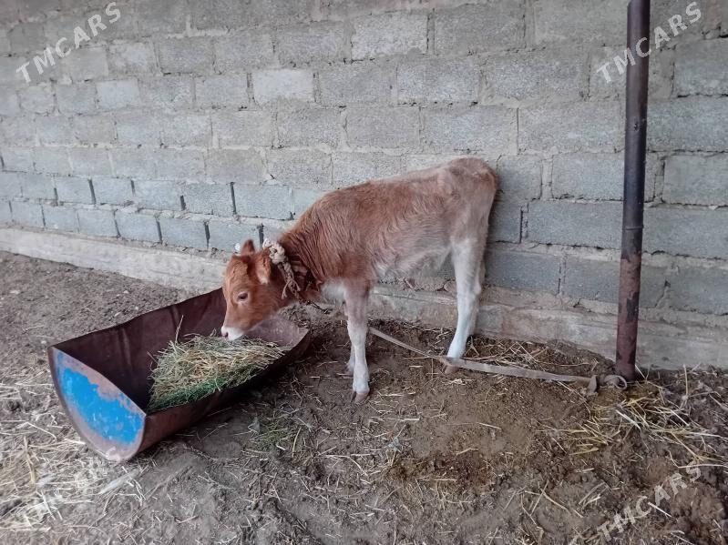 tana - Эсенгулы - img 1