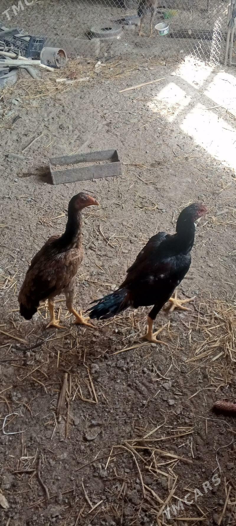 байсов жуже - Çärjew - img 2