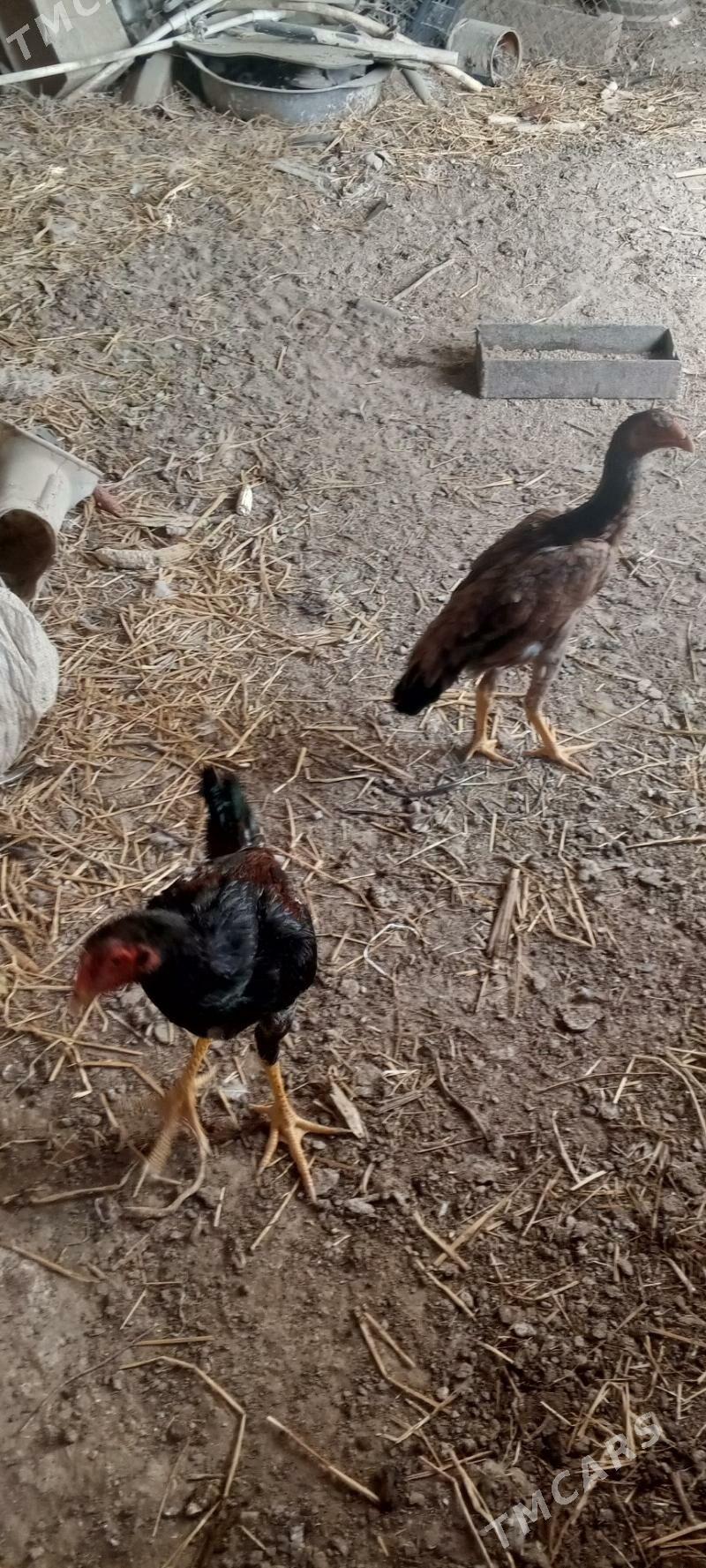 байсов жуже - Çärjew - img 1