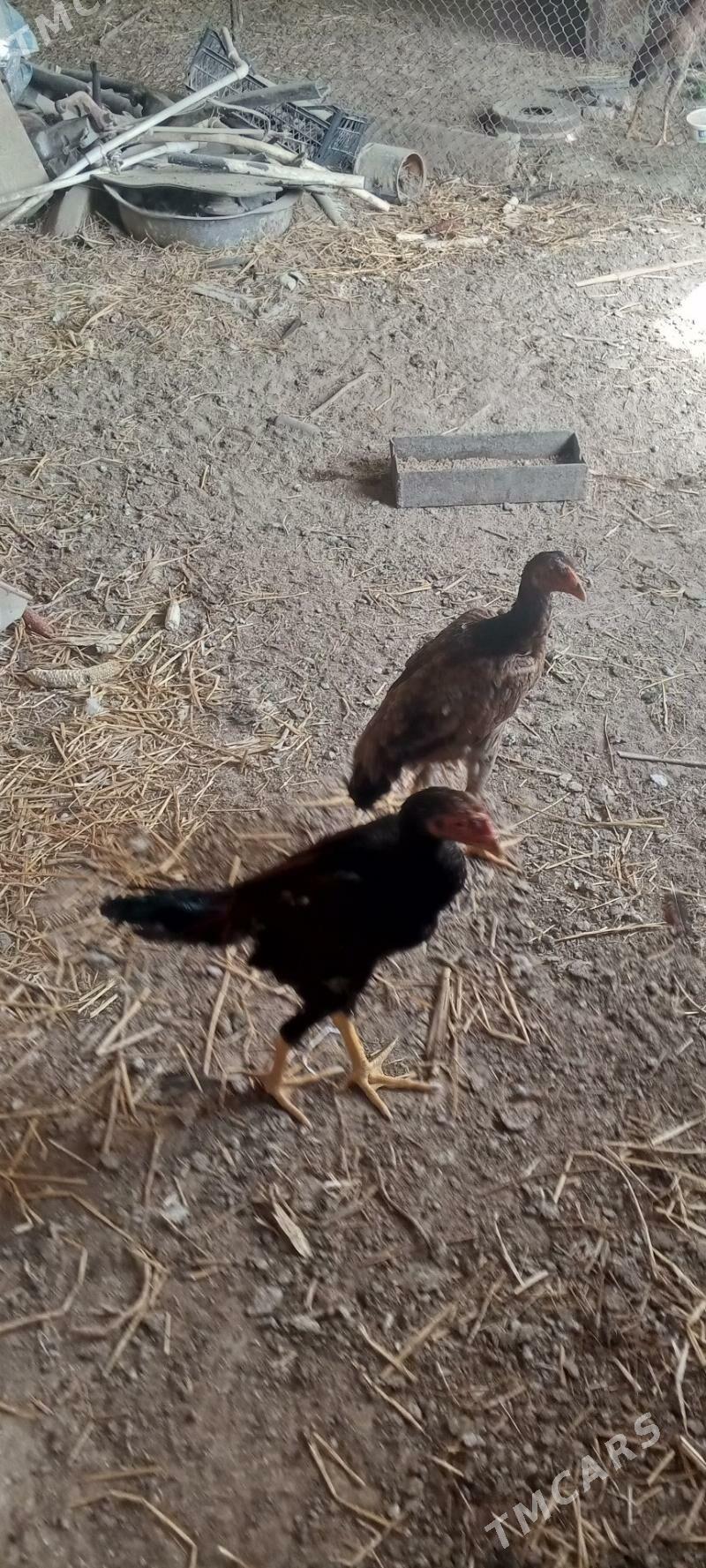 байсов жуже - Çärjew - img 3