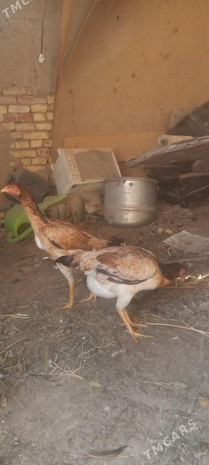 байсову товук - Çärjew - img 1