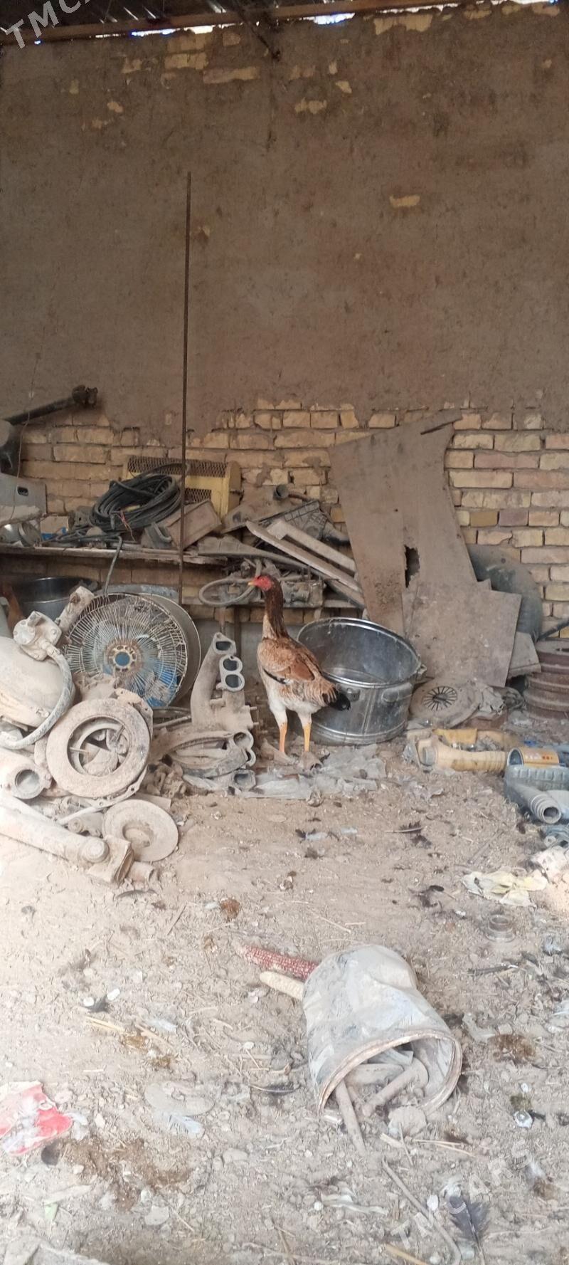 байсову товук - Çärjew - img 2