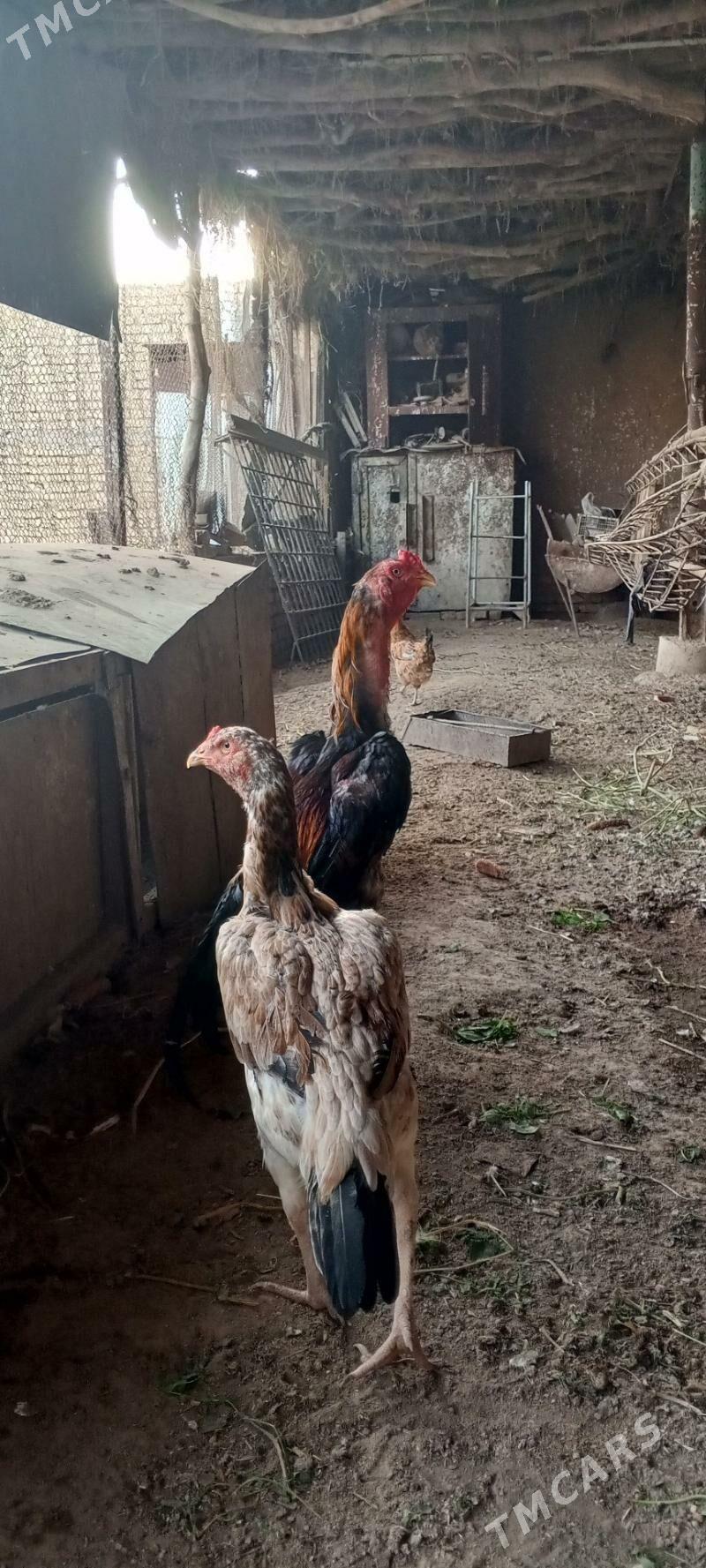 байсову товук - Çärjew - img 3