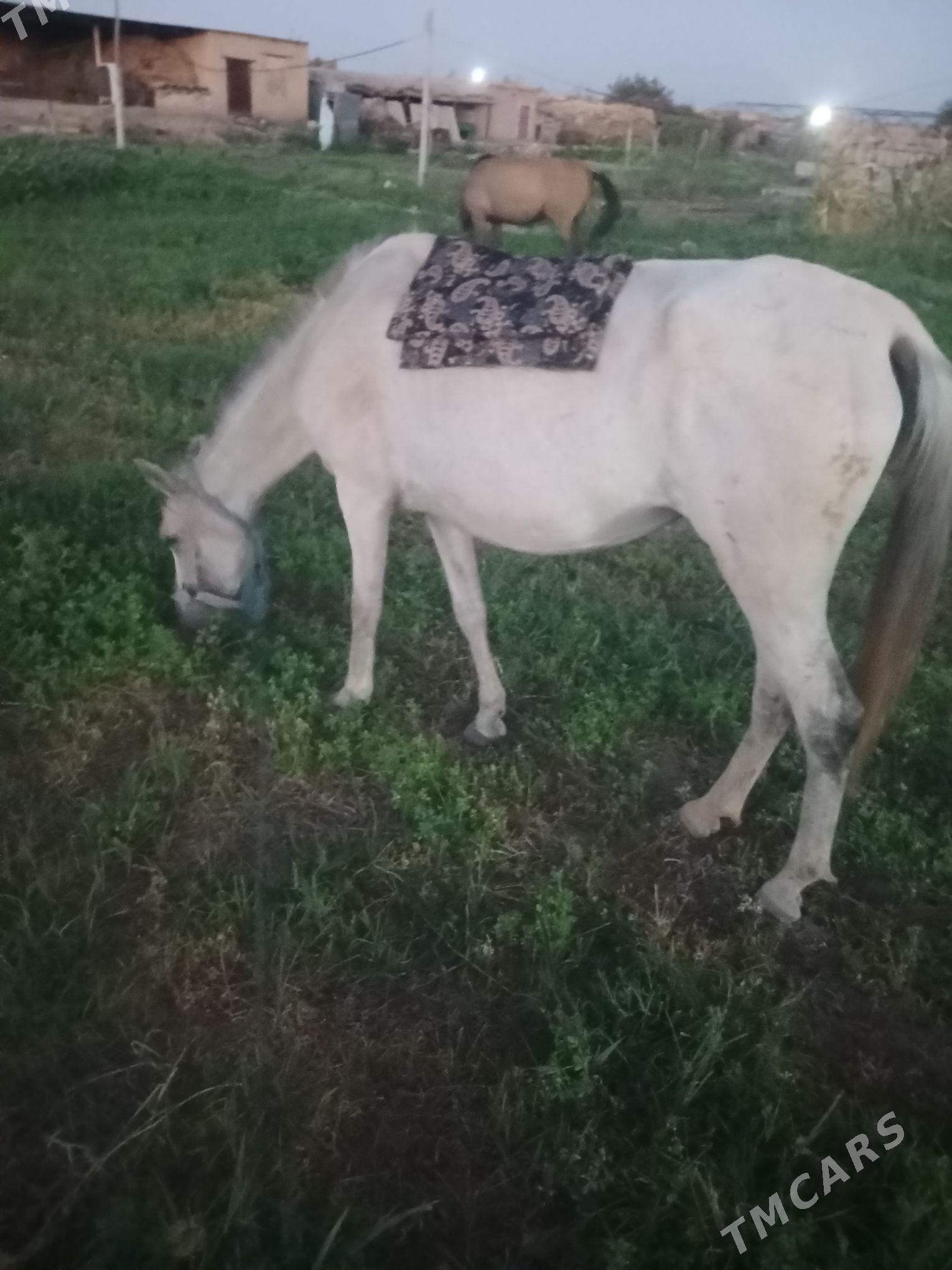 at - Сакар - img 1