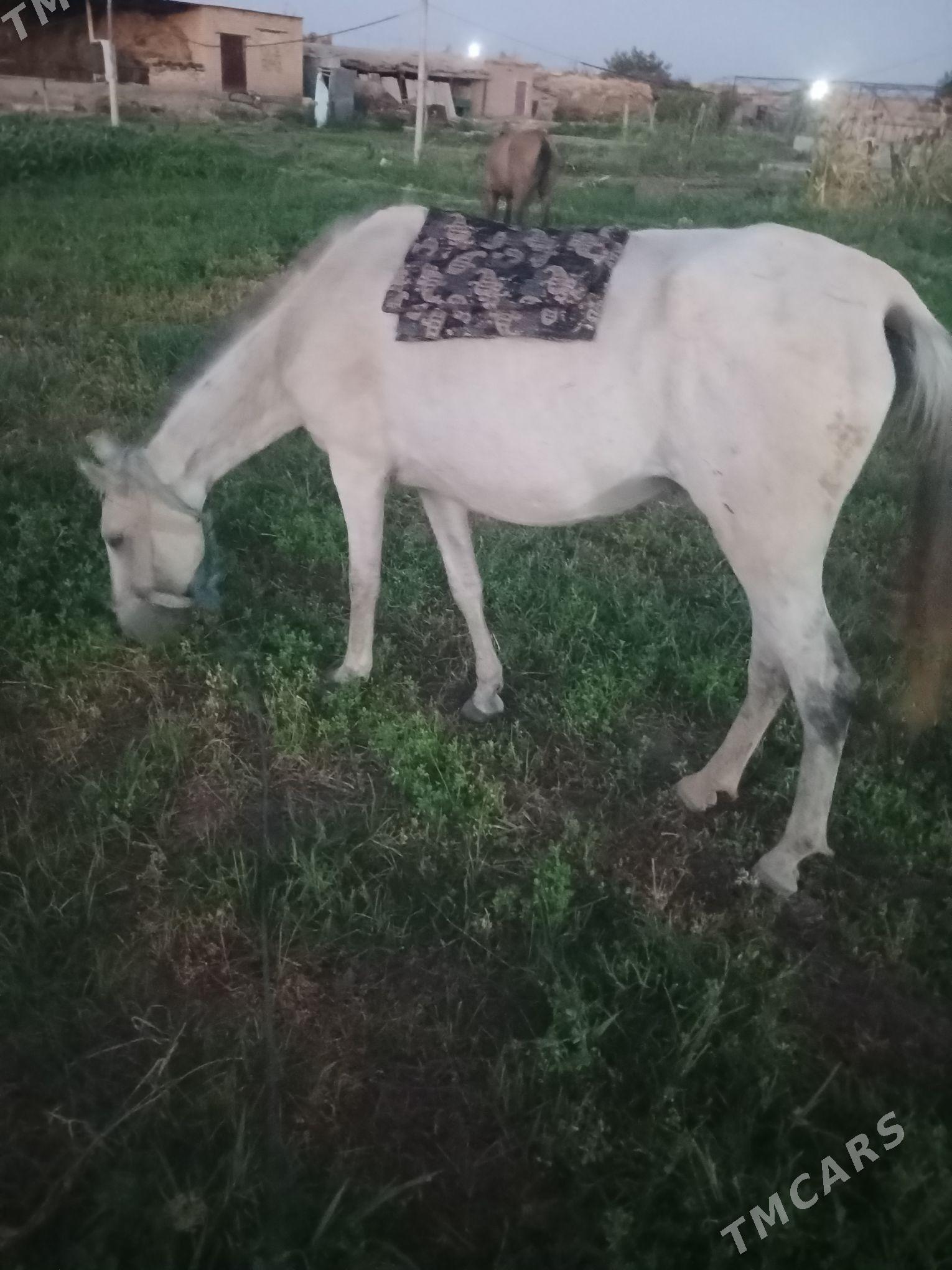 at - Сакар - img 3