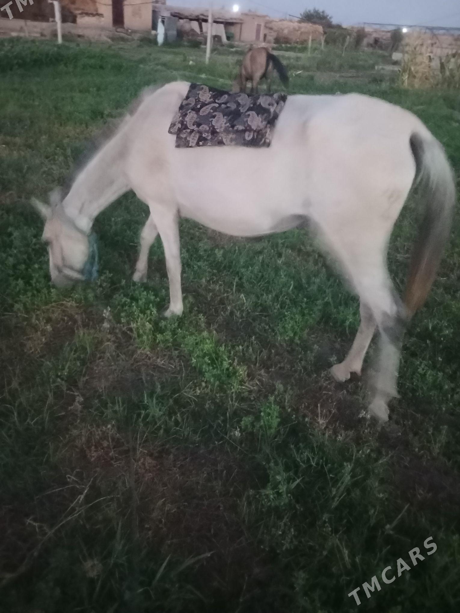 at - Сакар - img 2