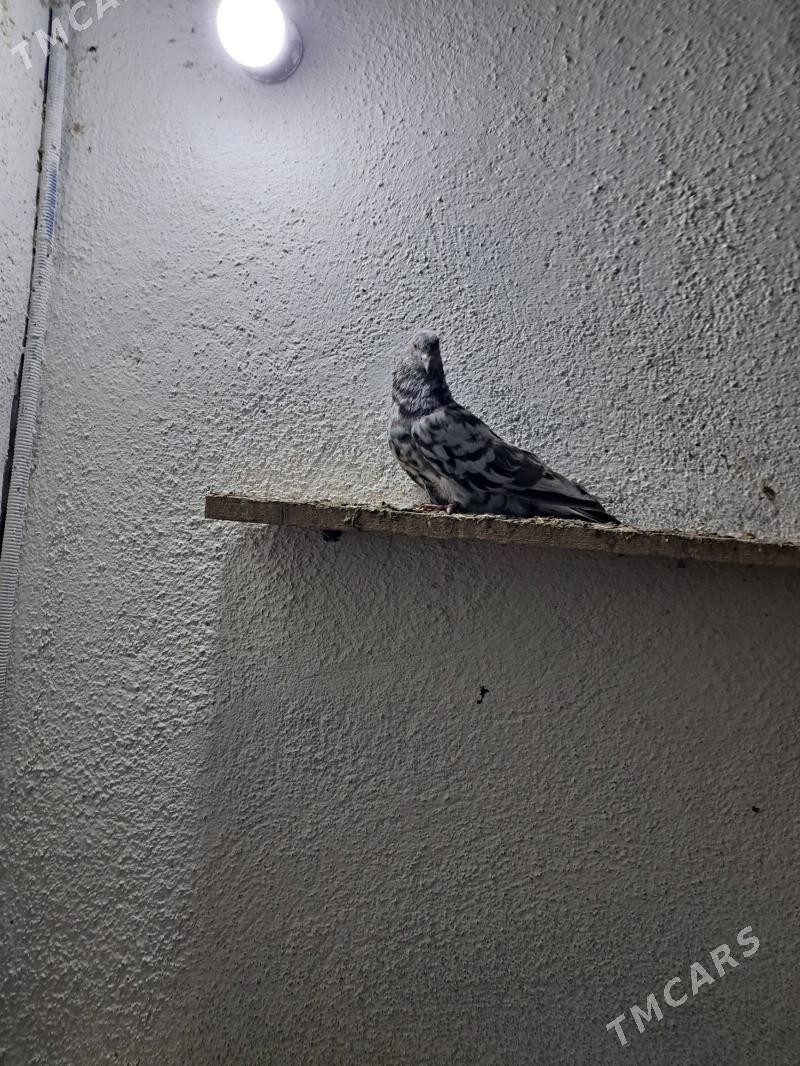 Kepderi - Ак-Бугдайский этрап - img 5