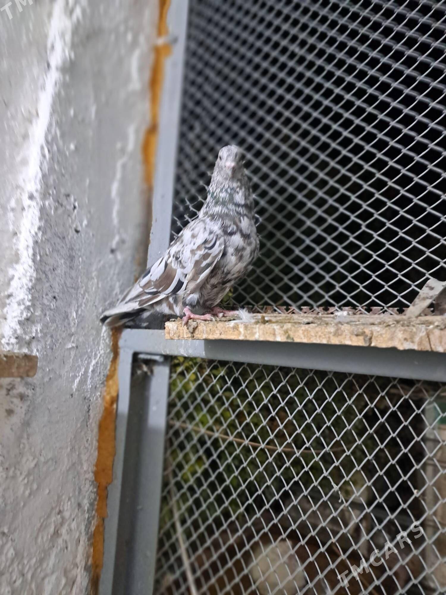 Kepderi - Ак-Бугдайский этрап - img 3