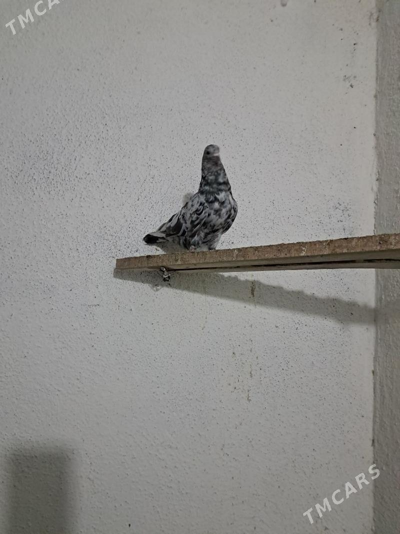 Kepderi - Ак-Бугдайский этрап - img 2