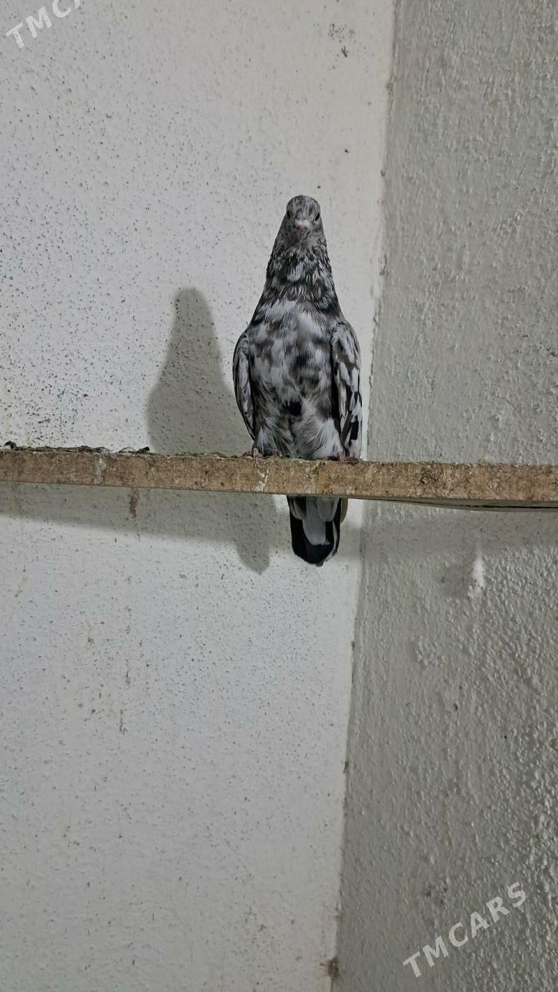 Kepderi - Ак-Бугдайский этрап - img 4