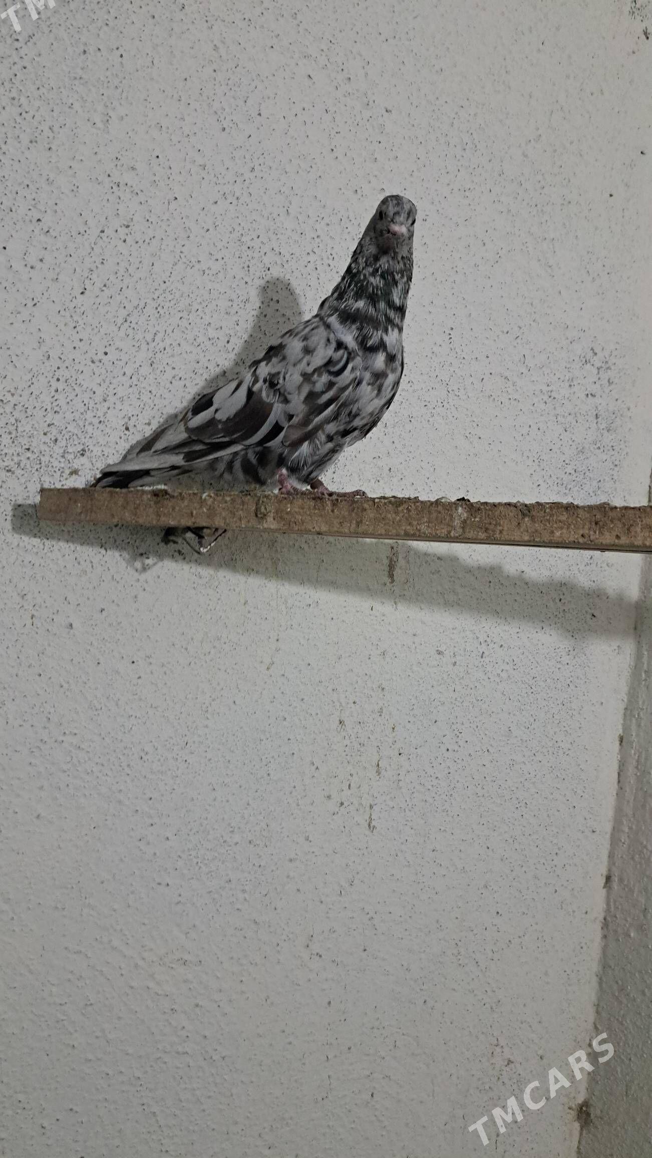 Kepderi - Ак-Бугдайский этрап - img 6