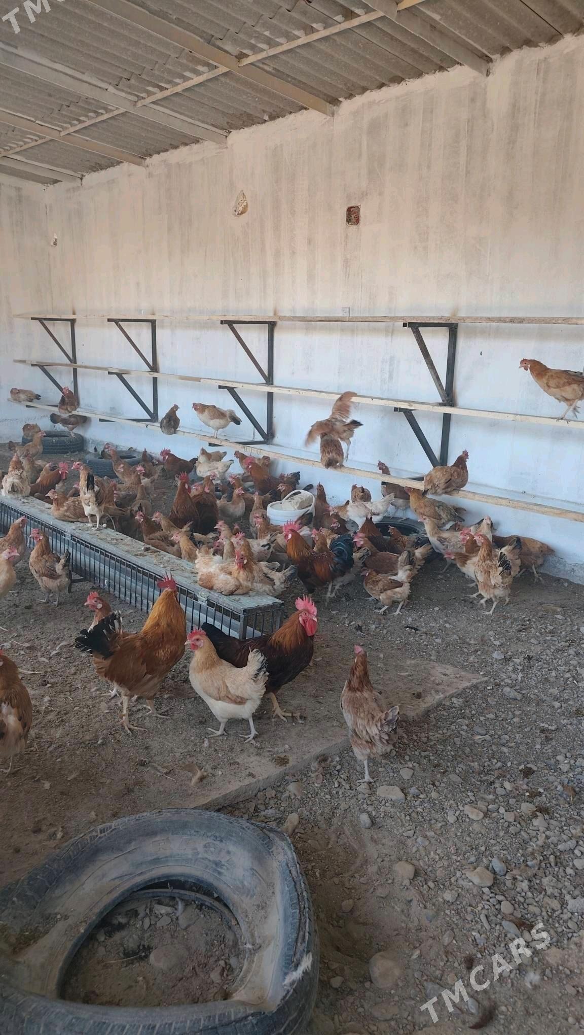 towuk juýje horoz - Бабадайхан - img 2