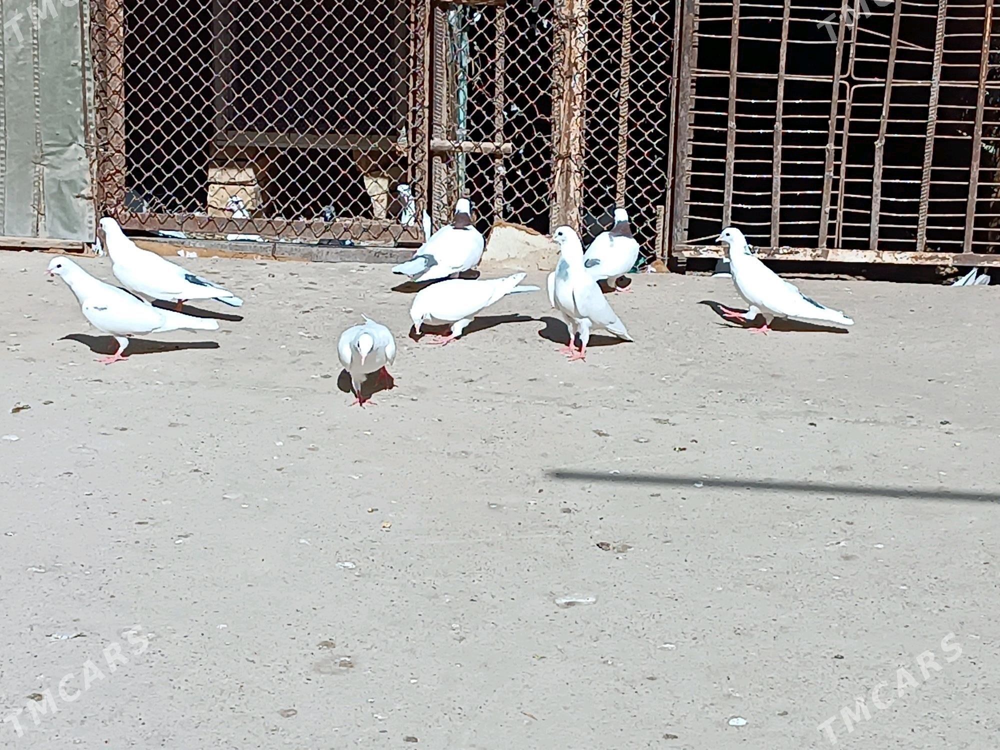 kepderi - Tejen - img 2