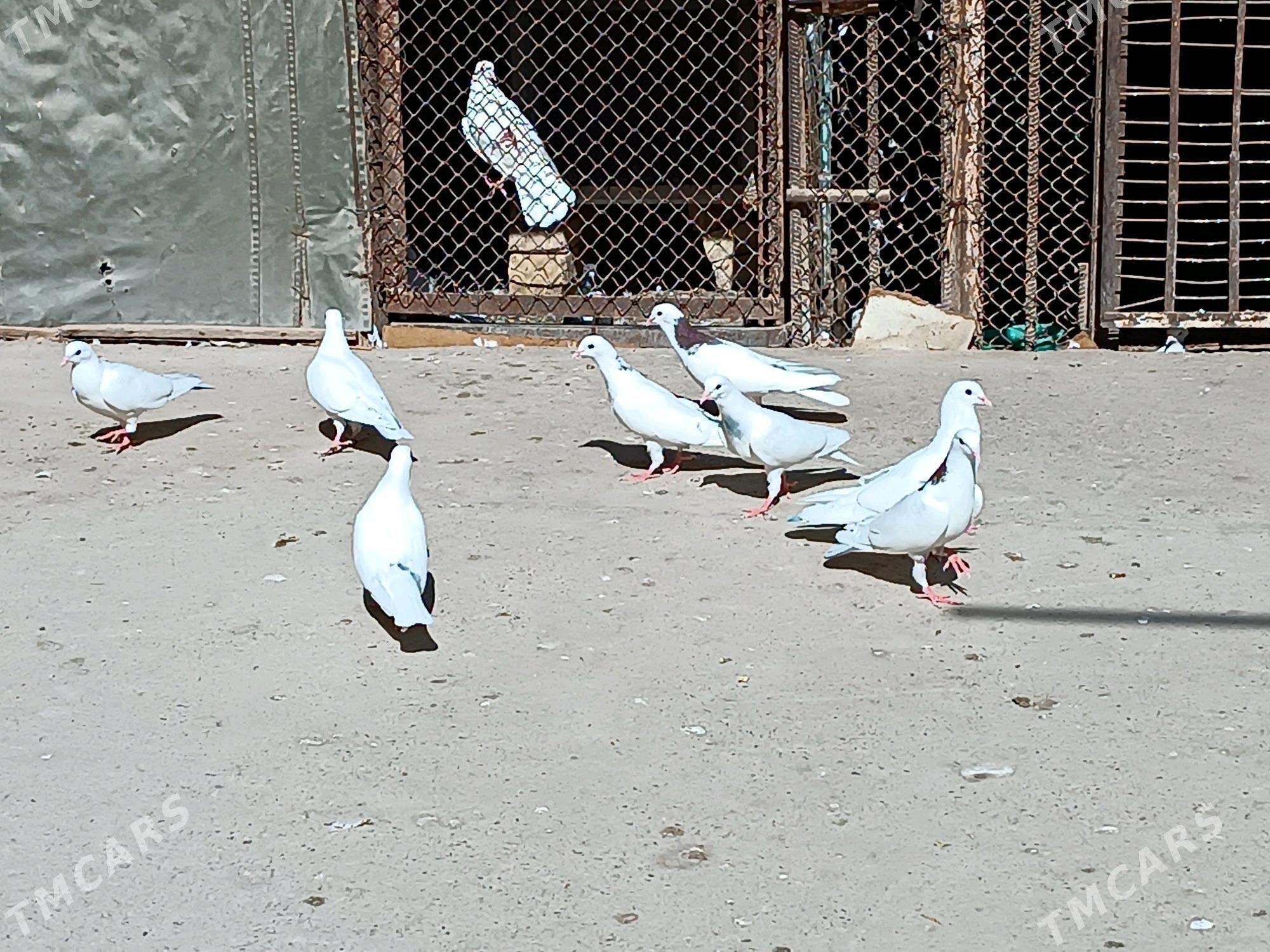 kepderi - Tejen - img 3