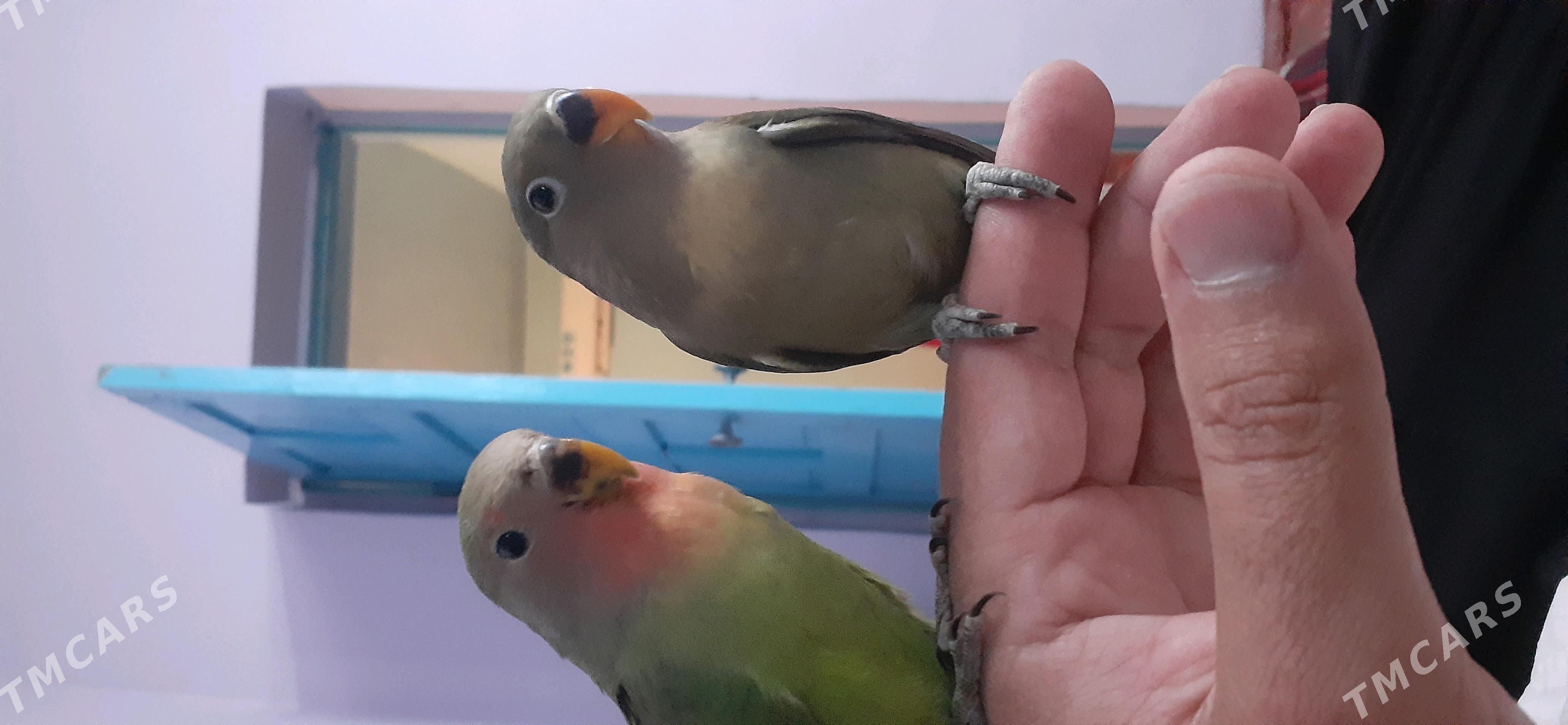 nerazluşnik - Çoganly - img 2