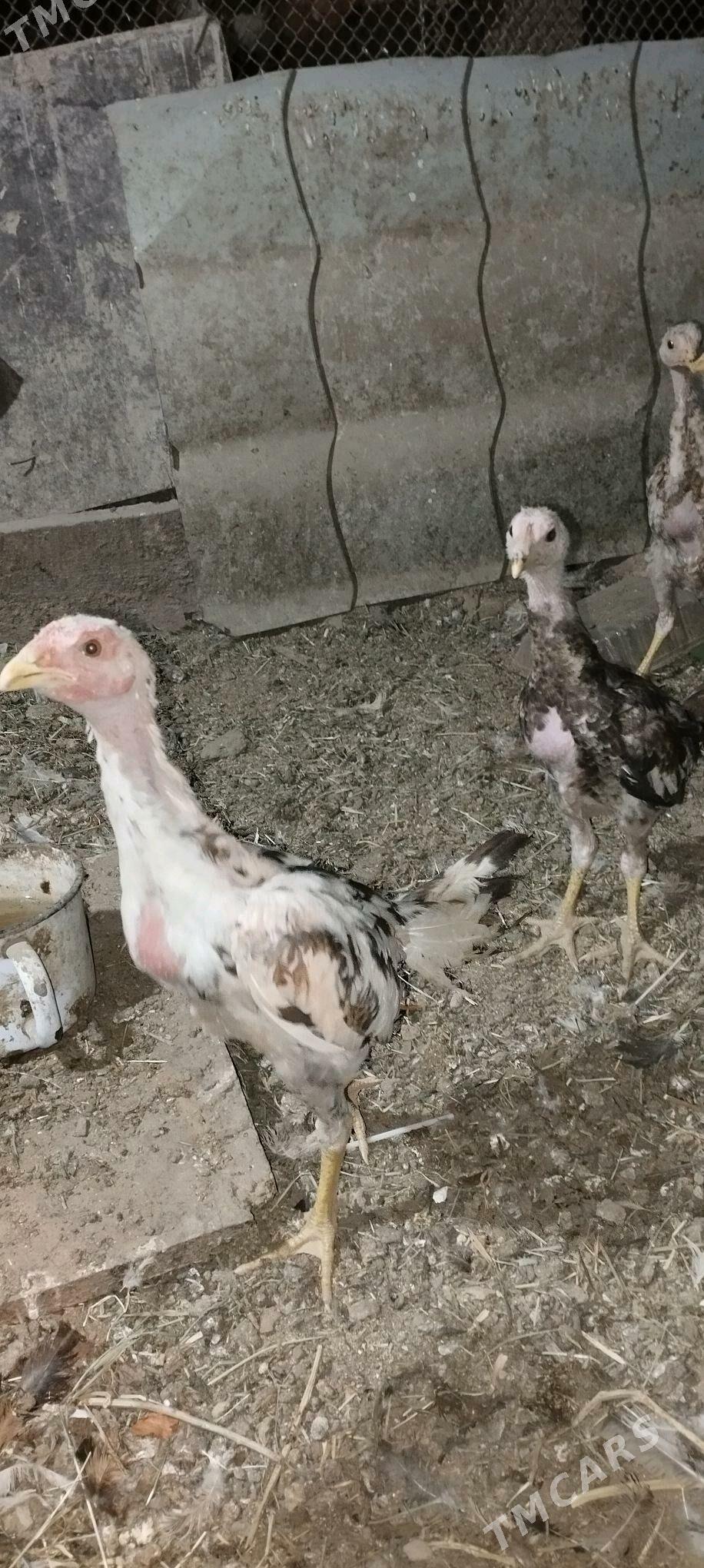 tasken juje - Büzmeýin - img 2