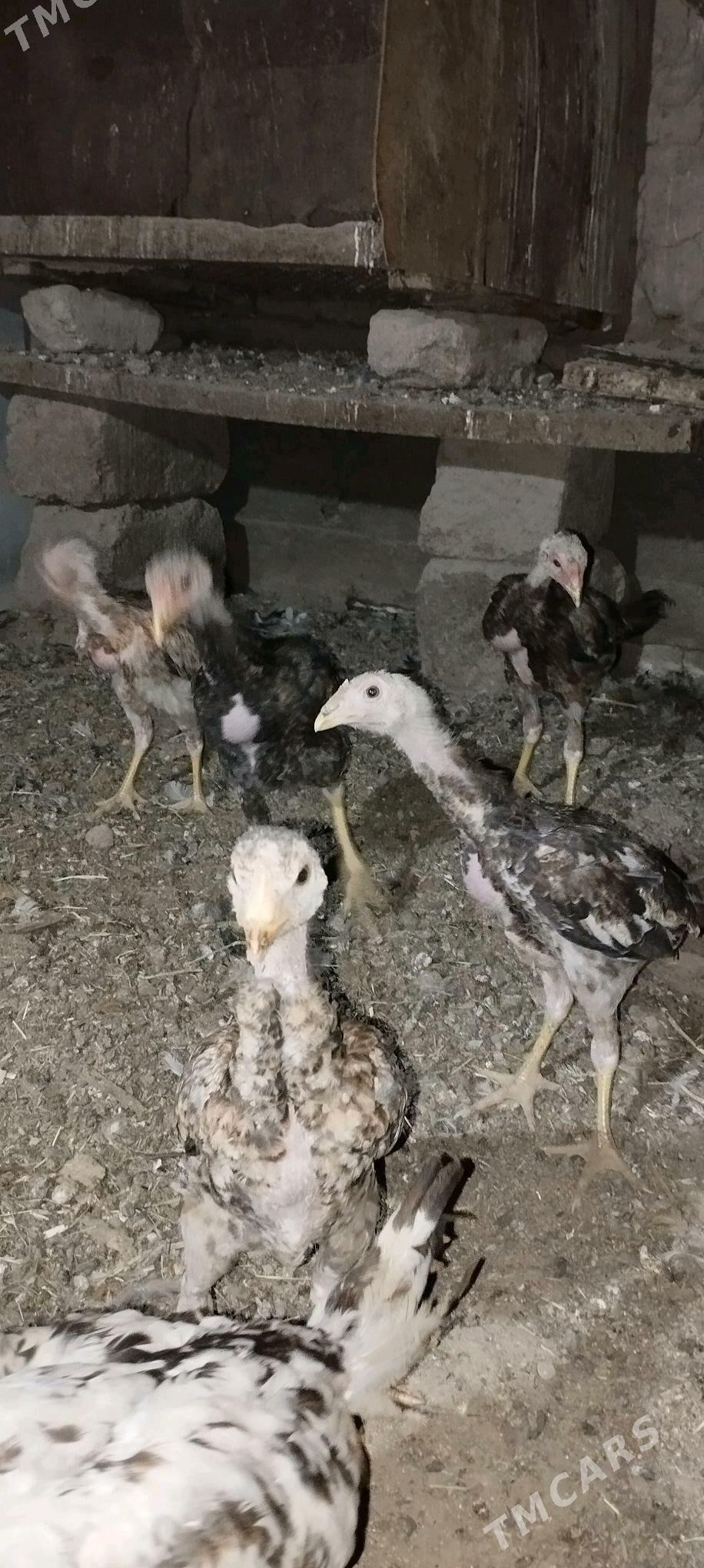 tasken juje - Büzmeýin - img 3