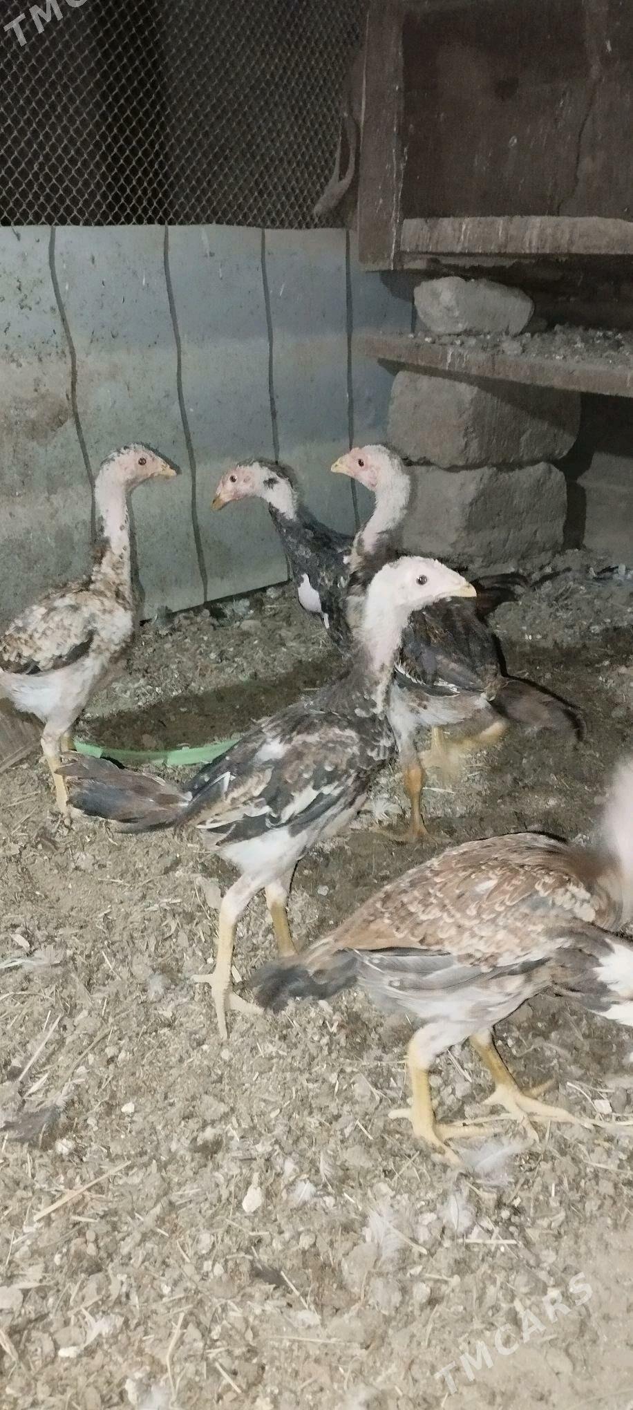 tasken juje - Büzmeýin - img 1