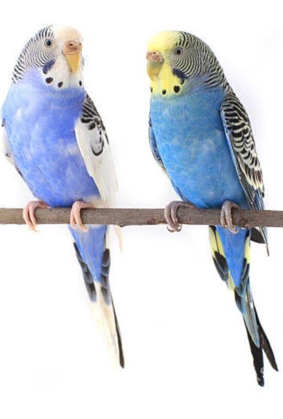 popugay papkay - Aşgabat - img 2