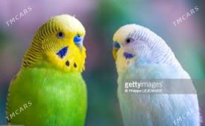 popugay papkay - Aşgabat - img 6