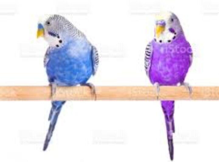 popugay papkay - Aşgabat - img 4