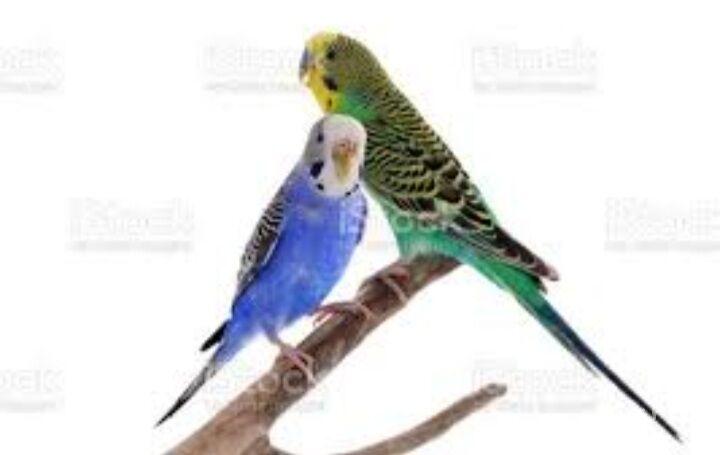 popugay papkay - Aşgabat - img 3