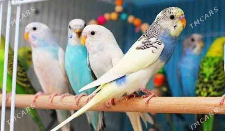 popugay papkay - Aşgabat - img 5