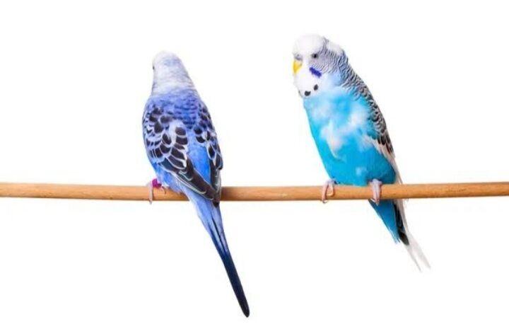 popugay papkay - Aşgabat - img 7